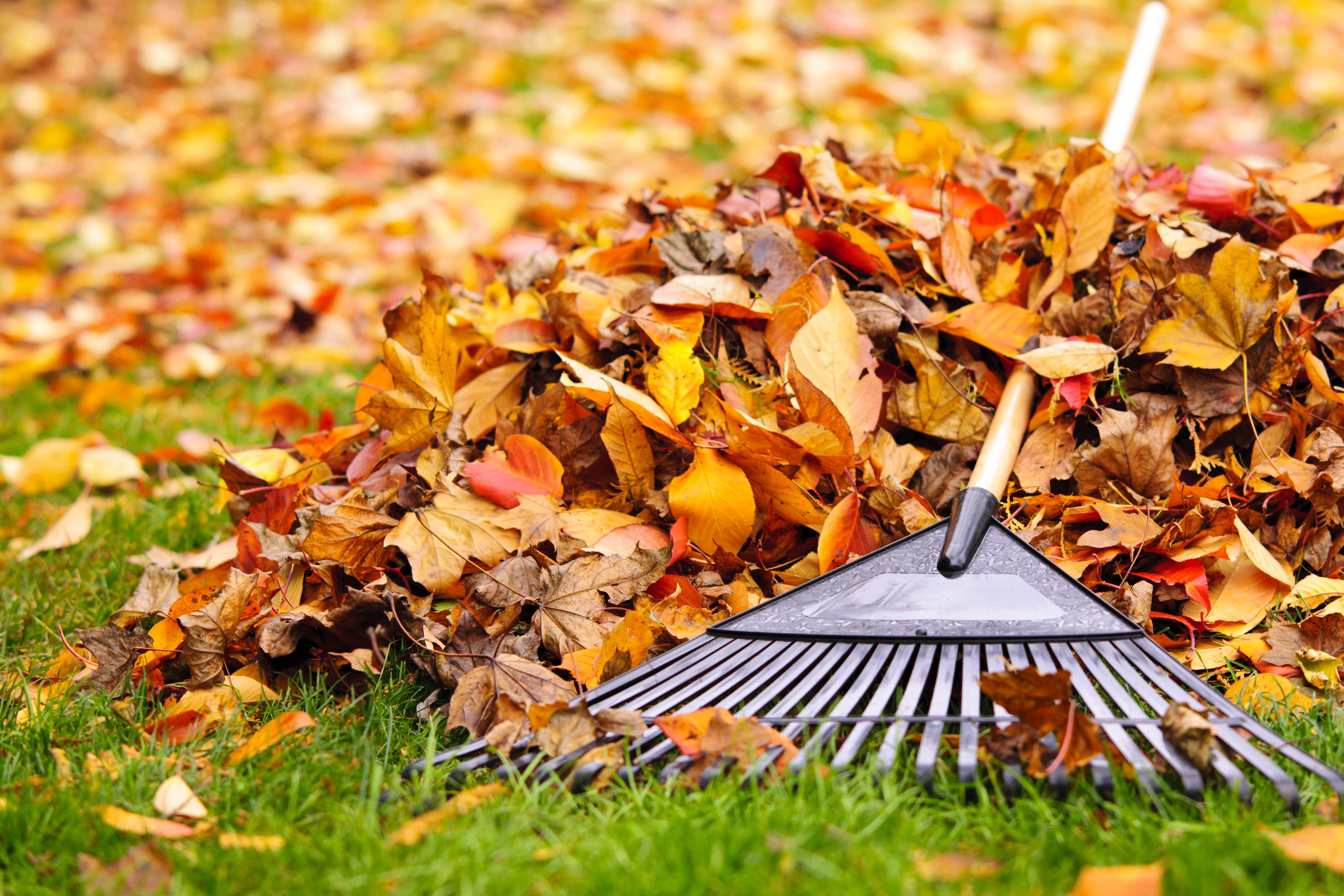 Winterizing Lawn